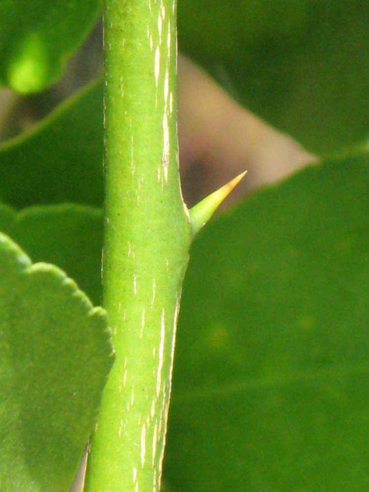            Second - third year twig (Persian, Winter Haven, FL)   